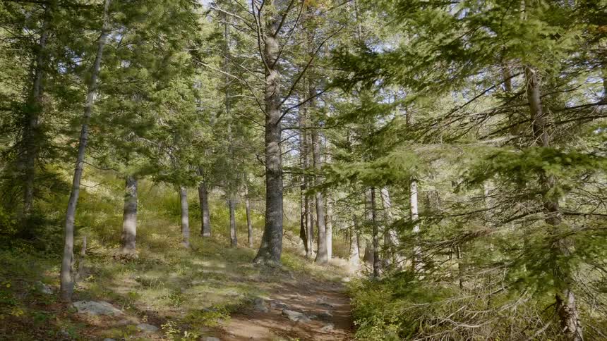 Green forest landscape on a sunny day