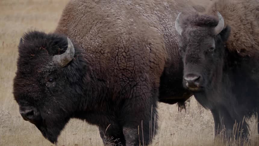 Two buffalo with horns stand in a grassy field