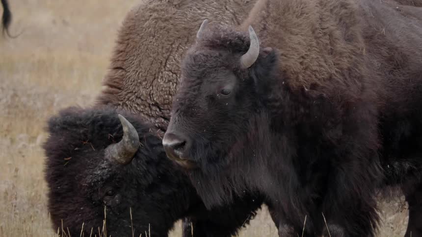 Two large furry bison stand side to side in a grassy field as one of them grazes