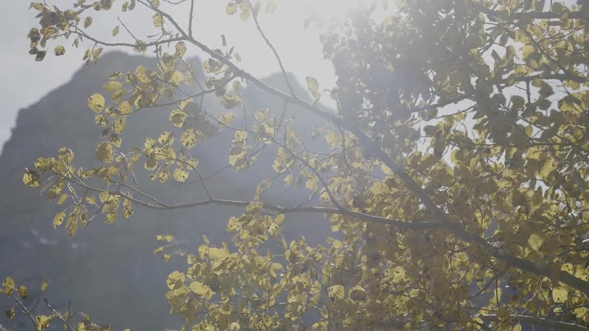 Leaves move in the breeze with a mountain behind them