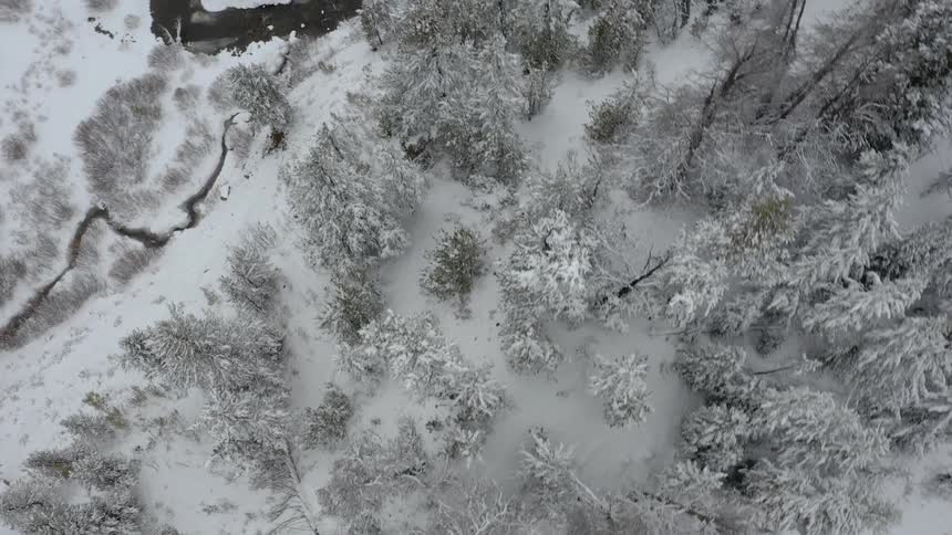Flying over a forest that is full of snow