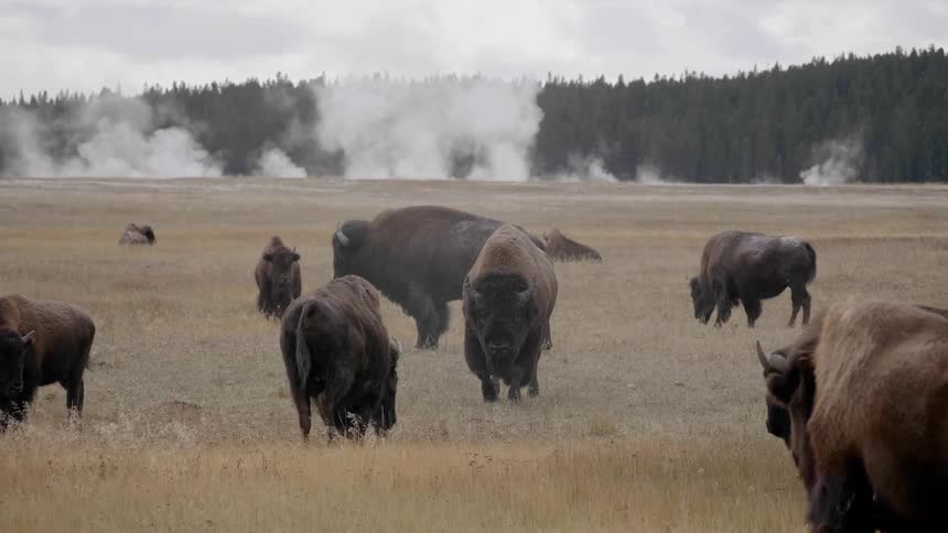 Steam rises from hot springs behind a grazing herd of buffalo