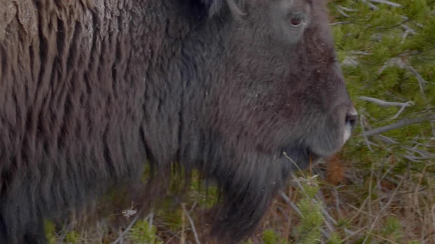 A buffalo walking near a fallen tree
