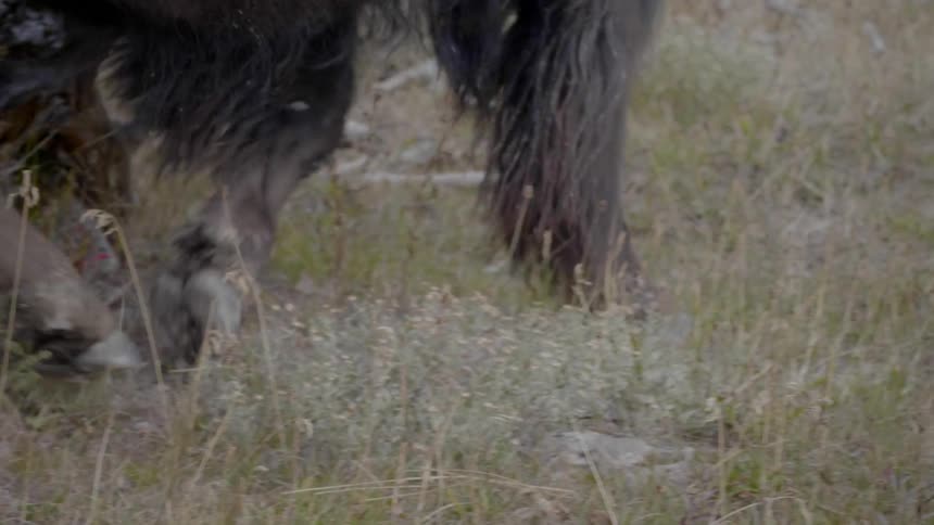 Furry animal walks over the grass in a field
