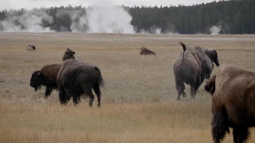 A herd of bison graze in a field