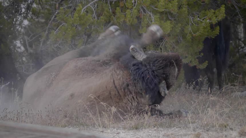 A bison rolls on the ground in the dirt