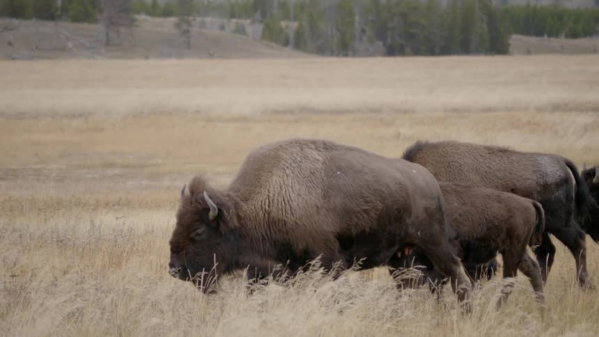 Herd of wild bison pasturing on grassland