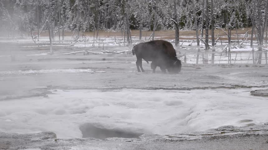 A buffalo walks along the frozen snow covered ground