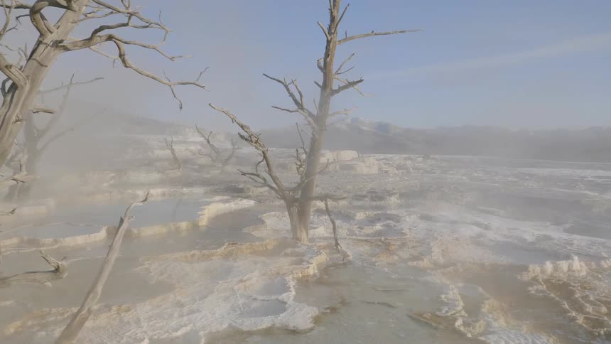 Trees are protruding through a surface layer of mineral deposits that have built up around a natural hot spring that is shrouded in mist and steam