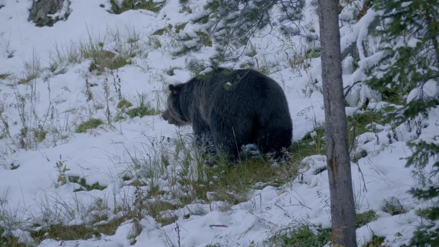 A bear ambles up a grassy slope covered in snow