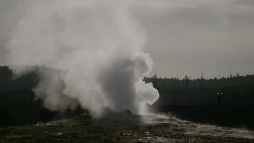 Huge plumes of steam billow forcefully from a geyser in the ground located in a clearing surrounded by forest