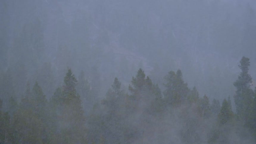 A wood obscured by fog and falling snow