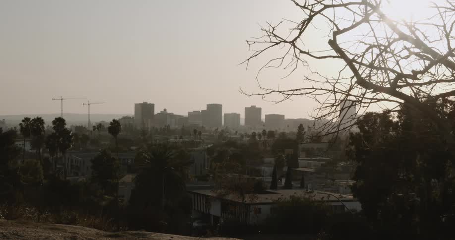 A sprawling city can be seen from atop a hillside as a small bird flutters and lands on a nearby bush