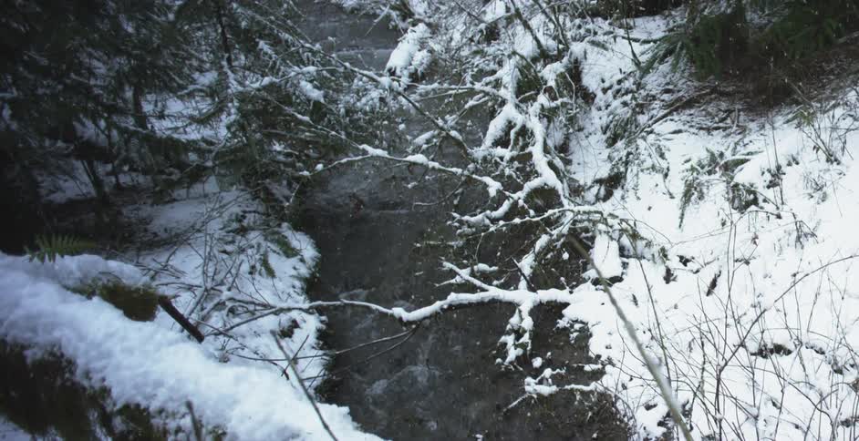 Snow falls on tree branches, a river and the ground