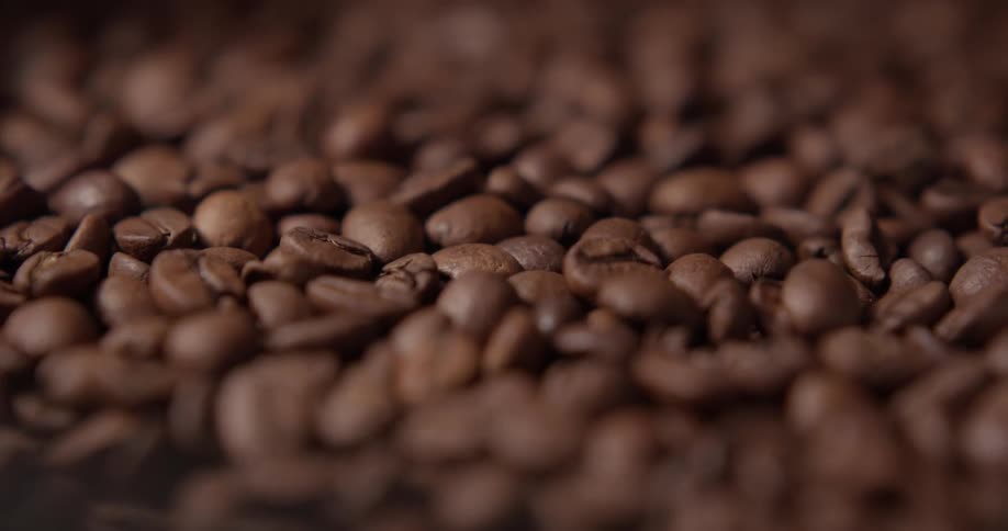 Coffee beans move slowly down a conveyor belt