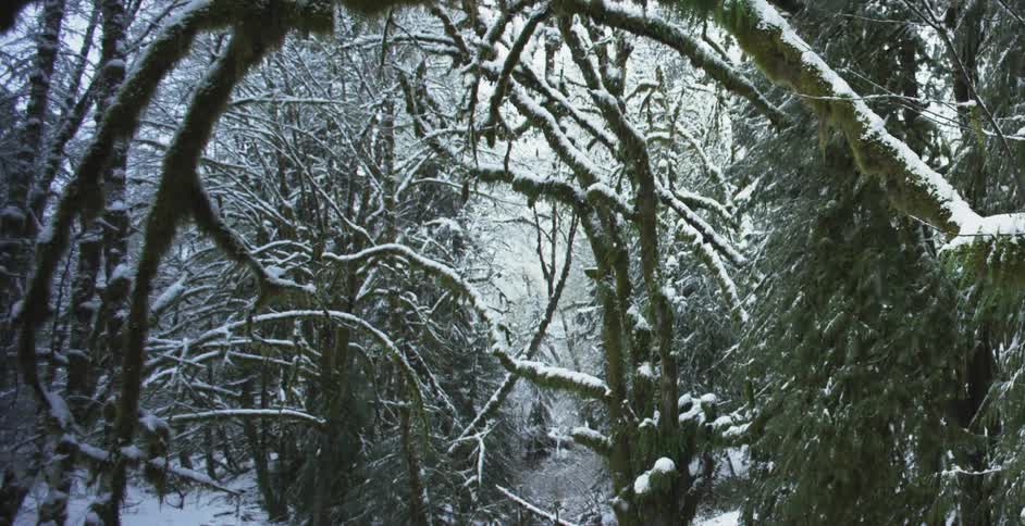 Snow falling slowly in a forest