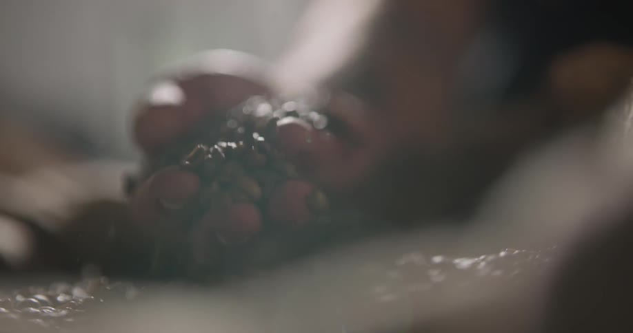 A person picks up a handful of coffee beans and lets them fall through their fingers