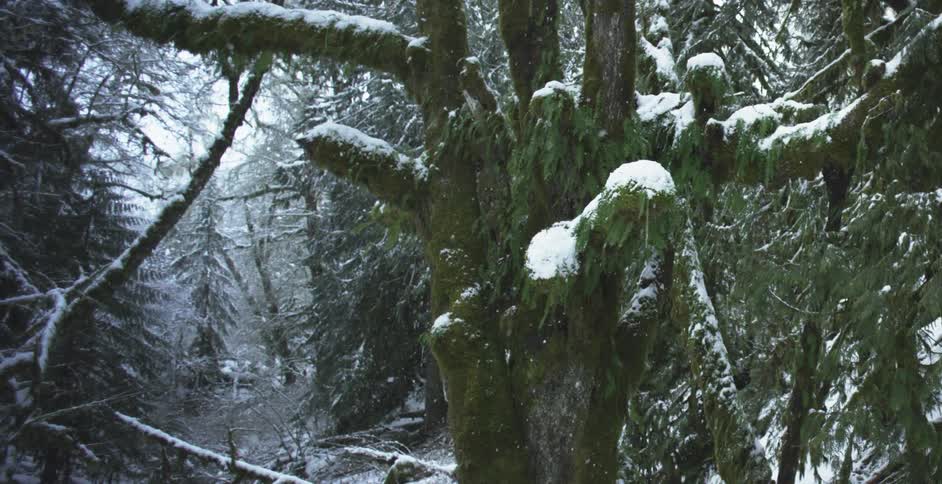 Trees in a dense forest are being covered with snow
