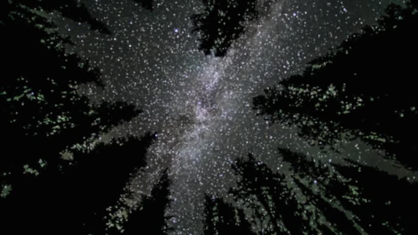 View looking up through tall pine trees at a night sky filled with stars and the view gets blurry