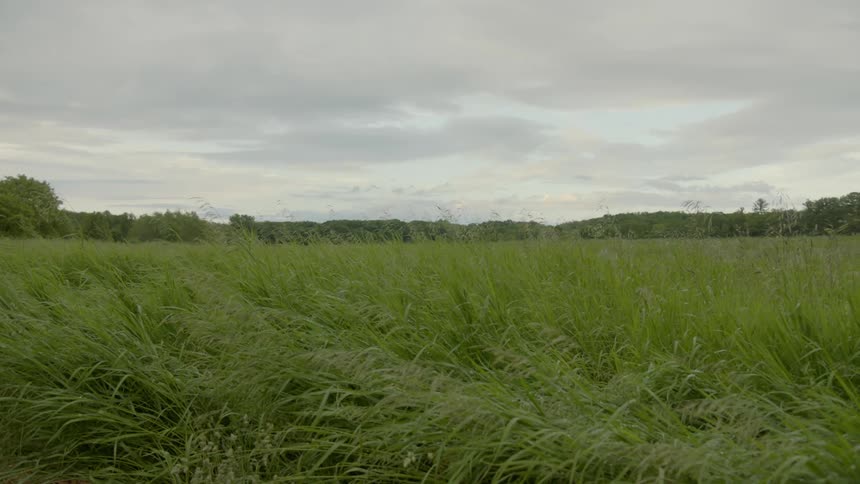 Green grass in a field blows in the wind on a cloudy day