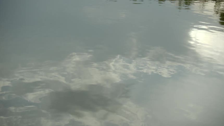 The serene waters of a river show subtle ripples as the river flows through a forested area and beneath a concrete vehicle bridge