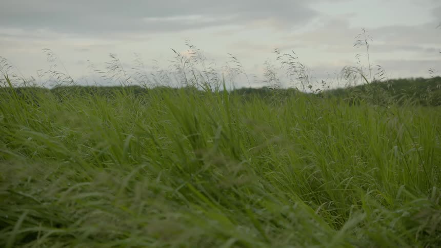 Tall green grass sways in the wind