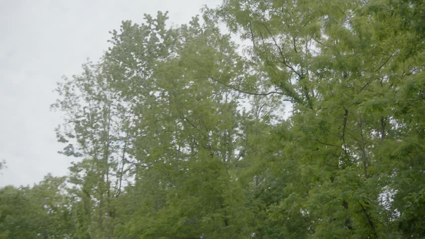 The tall trees reach into the cloudy sky