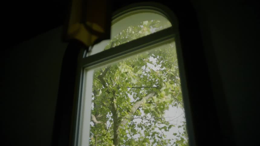 Wind blows through green tree leaves outside a window
