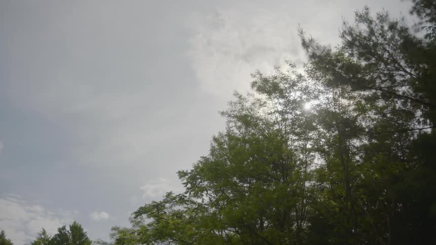 The sun is high in the sky over the forest