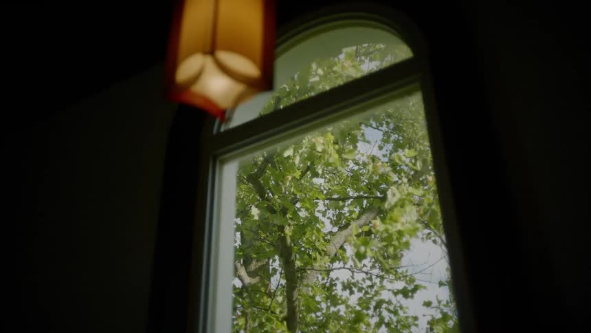 Leaves on a tree in the wind outside a window