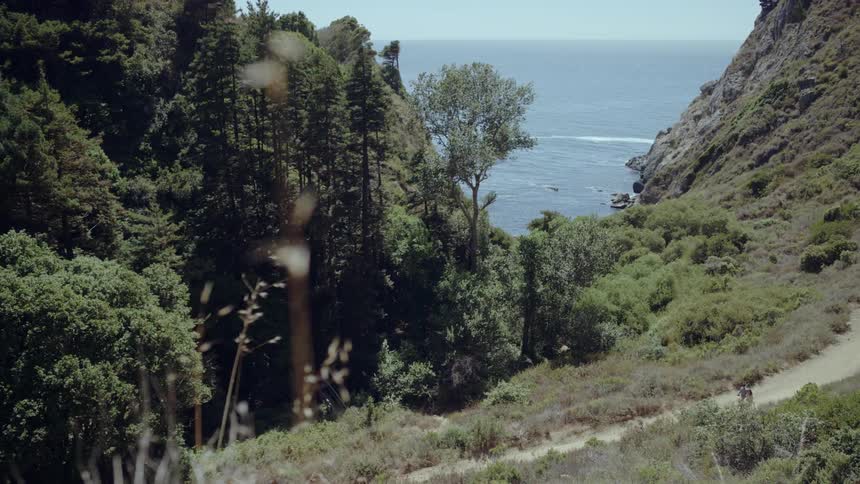 Shot of a forest by an ocean