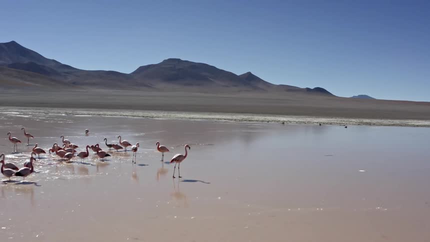 Bolivian Flamingos