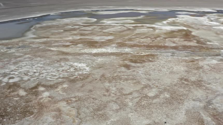 Birds flying over saline lake on a desert