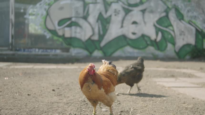 Chickens walk in a dirt lot with a graffiti covered fence on a sunny day