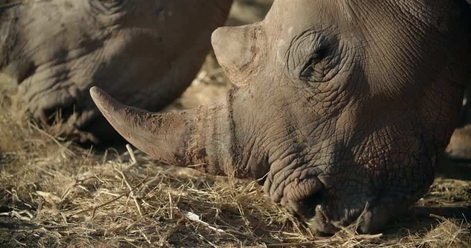A rhinoceros grazes on some grass