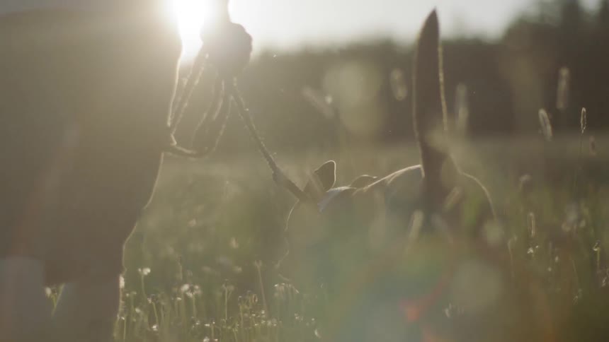 A man walking his dog in a field