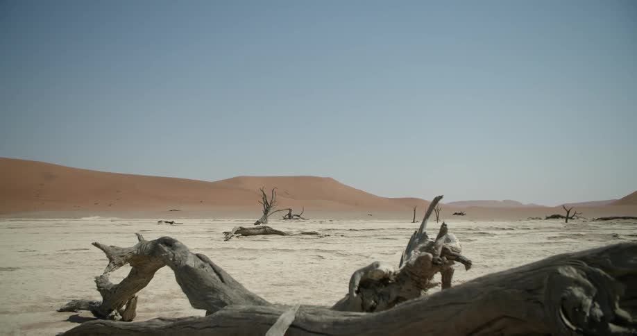 The desert is filled with fallen dead trees