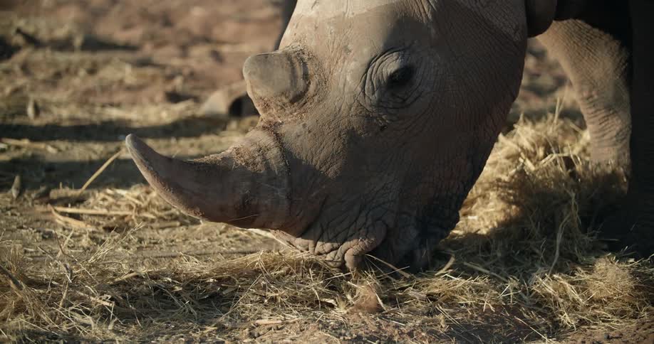 Rhino grazes on grasses during daylight