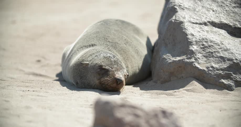 A seal lies on the beach in the sun