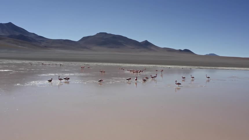 A beach with flamingos with mountains and the sky in the background