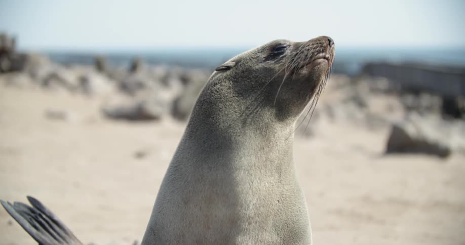 A sea lion relaxes on the beach