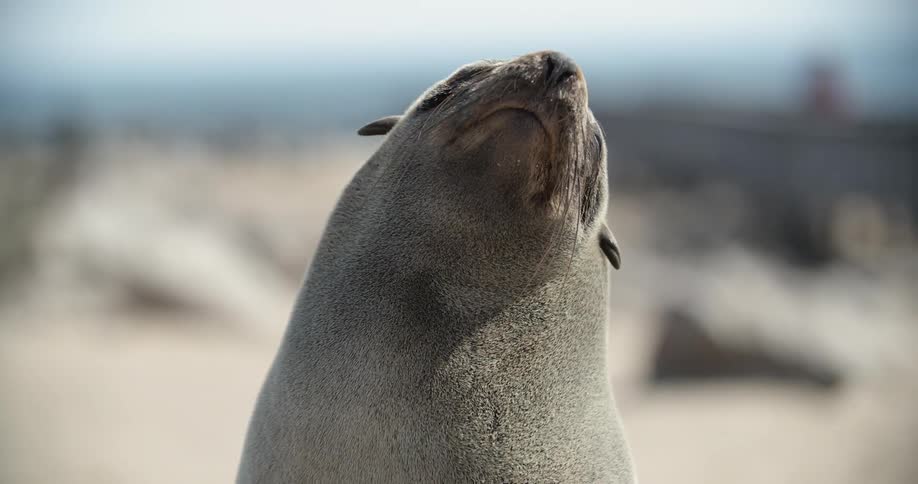 The sea lion enjoys the sun