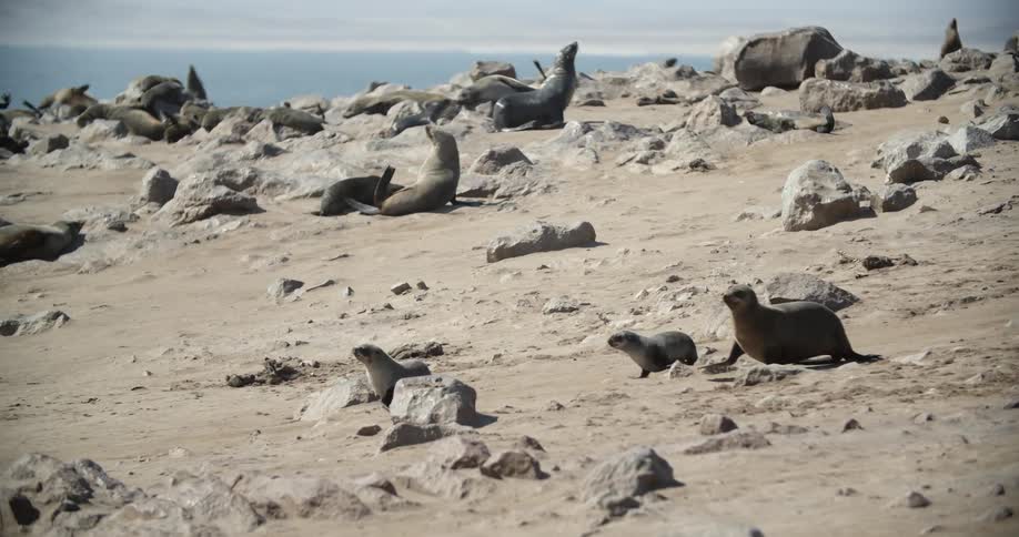 Seals play on a rocky beach at daytime