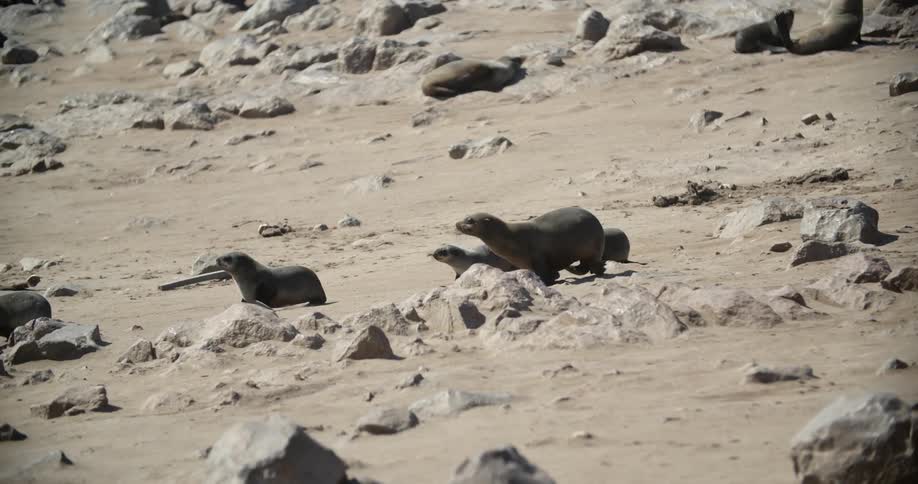 Four seals waddle over a rocky beach area