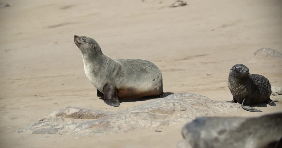 Seals move on a sandy beach