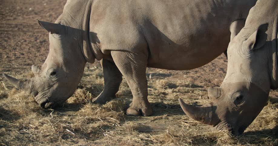 Rhinoceros eating grass off the ground