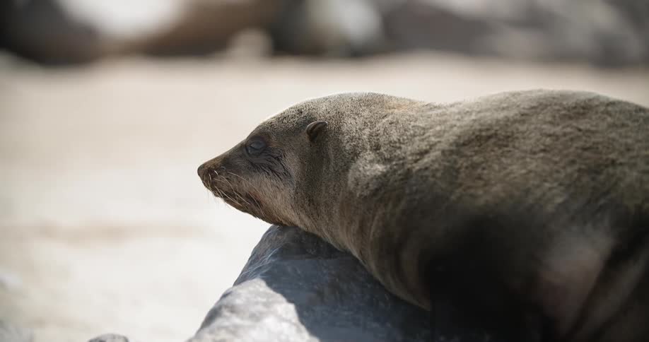 A sea lion lays on a rock in the sun on a sandy beach