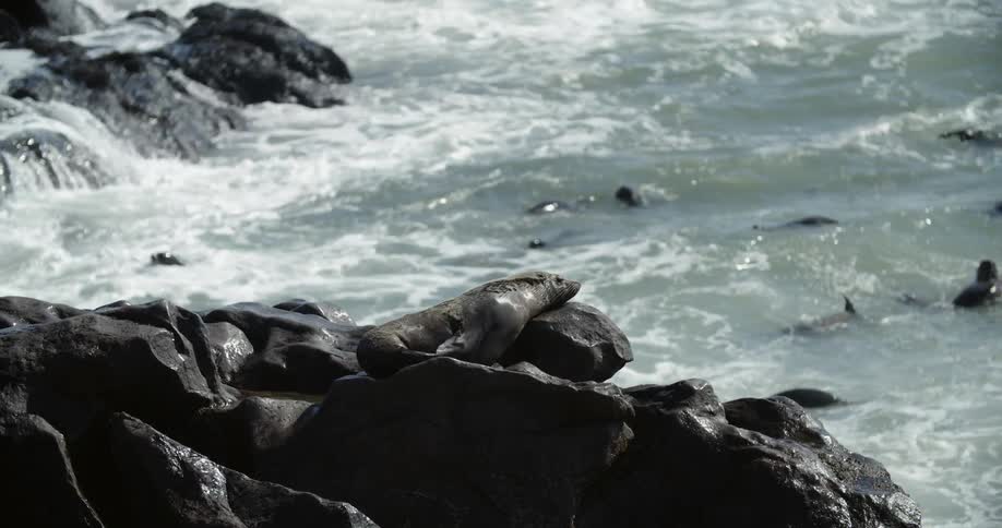 Seals in the water near rock