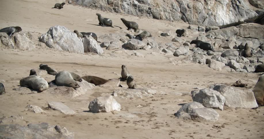 A group of seals are playing together on hard dry dirt