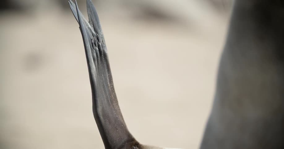 A sea lion flicking its tail back and forth on the beach